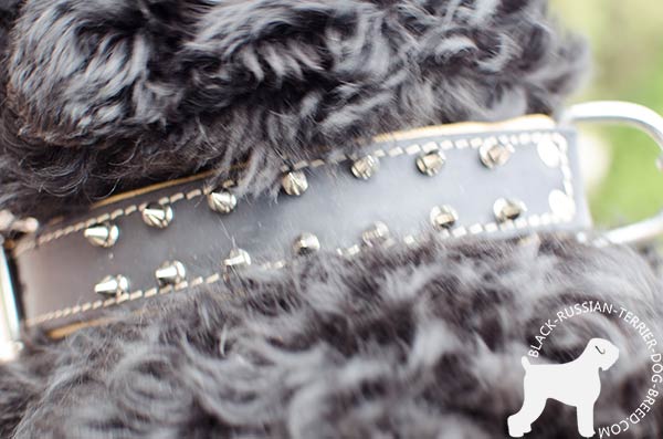 Spiked Black Russian Terrier leather collar