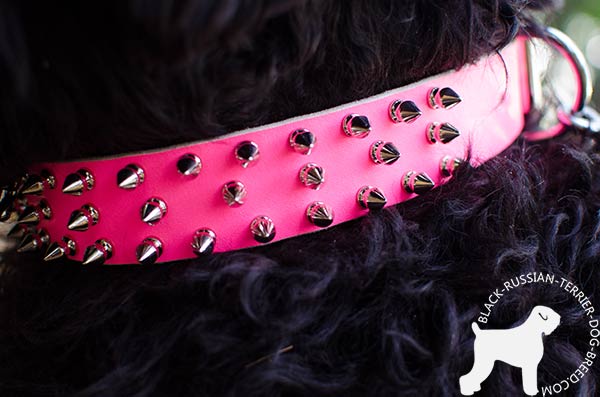 Black Russian Terrier collar with nickel spikes fixed with rivets