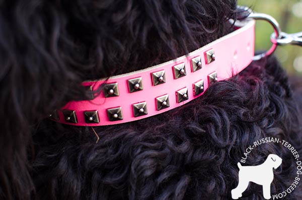 Black Russian Terrier genuine leather collar with square nickel studs