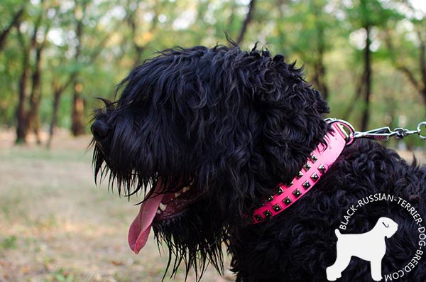 Black Russian Terrier collar with square nickel studs