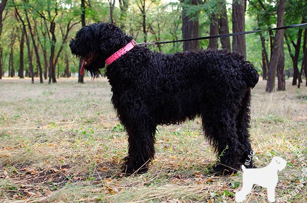 Black Russian Terrier leather collar for stylish promenades