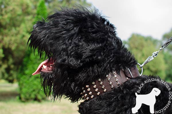 Black Russian Terrier leather collar with stylish pyramids
