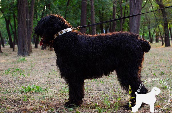 Black Russian Terrier genuine leather collar for stylish walking