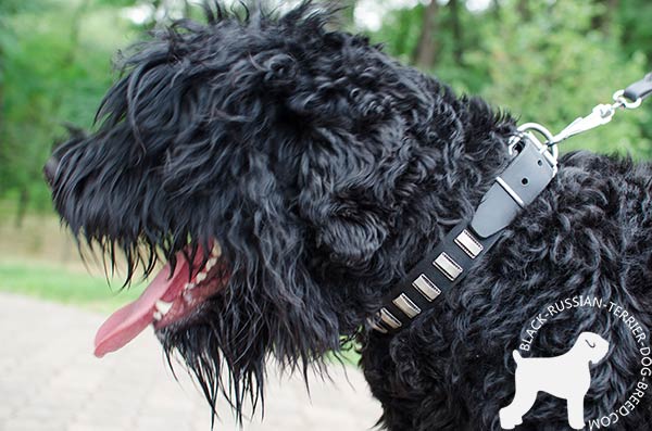 Black Russian Terrier collar with vertical plates