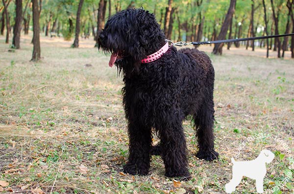 Black Russian Terrier reliable collar for walking in beauty