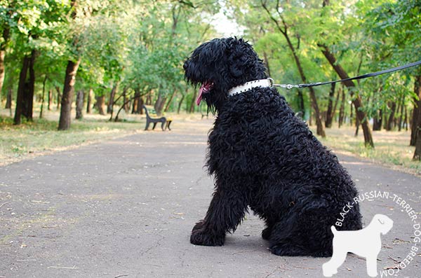 Black Russian Terrier decorated leather collar for walking in fashion
