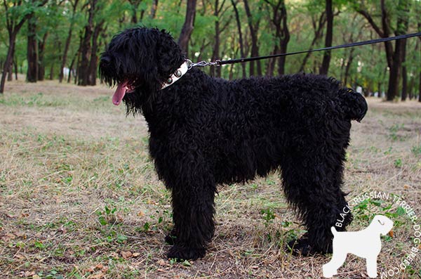Fashionable Black Russian Terrier leather collar