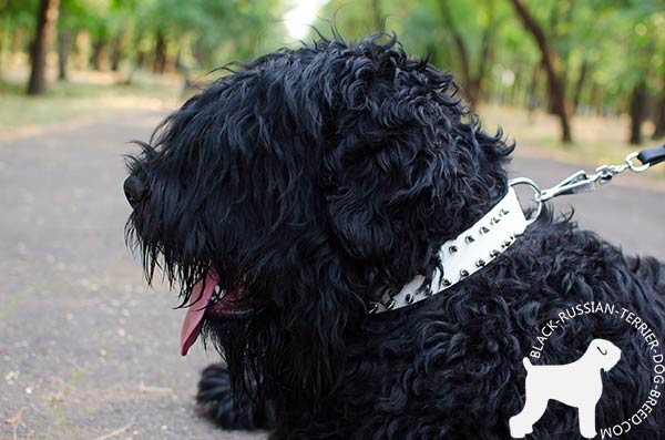Black Russian Terrier white collar with silvery nickel spikes
