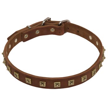 Black Russian Terrier Leather Collar For Walking And  Training in Style