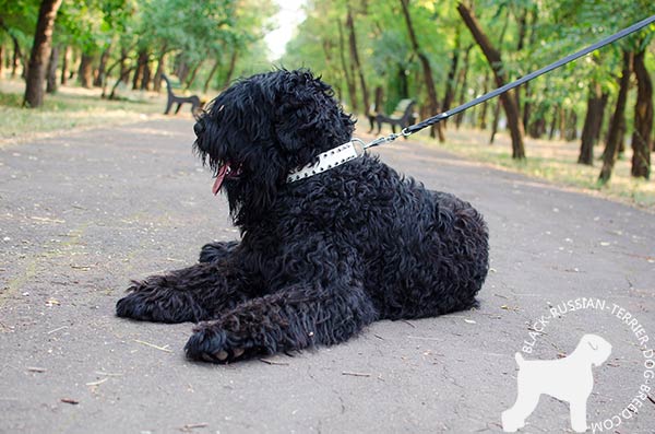 Black Russian Terrier white leather collar with duly riveted spikes for perfect control