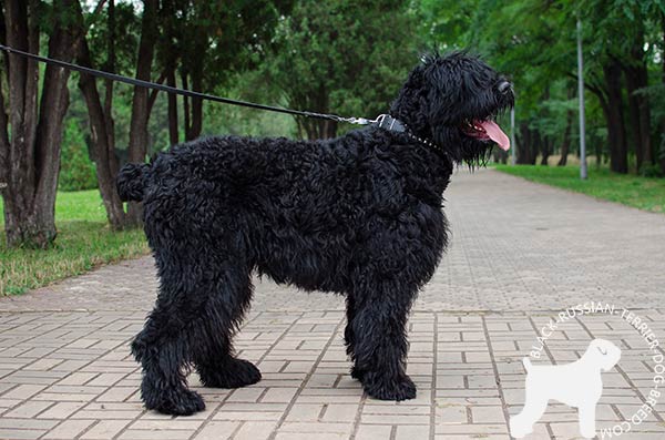 Black Russian Terrier black leather collar with rust-proof fittings for basic training