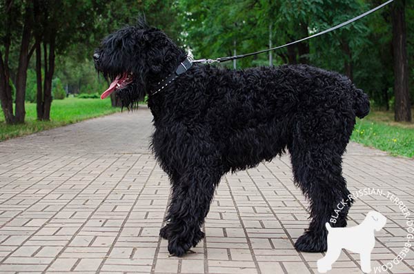 Black Russian Terrier black leather collar with duly riveted spikes for daily activity