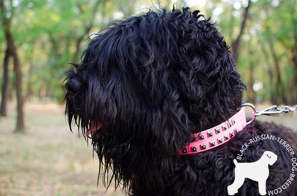 Black Russian Terrier pink leather collar of genuine materials with traditional buckle for walking