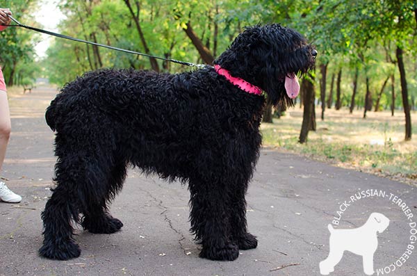 Black Russian Terrier pink leather collar painted with spikes set in row for utmost comfort
