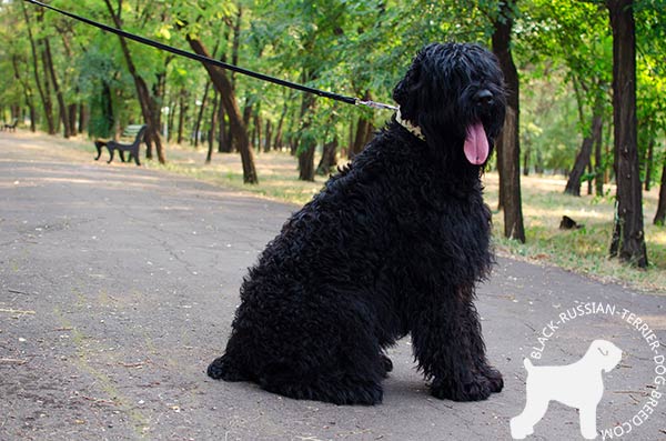 Black Russian Terrier white leather collar of genuine materials with d-ring for leash attachment for any activity