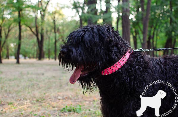 Black Russian Terrier pink leather collar of lightweight material spiked for daily walks