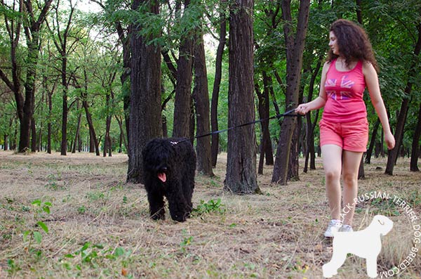 Black Russian Terrier pink leather collar with strong hardware for walking