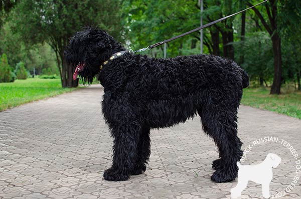 Black-Russian-Terrier leather-collar of lightweight material with d-ring for leash attachment for professional use