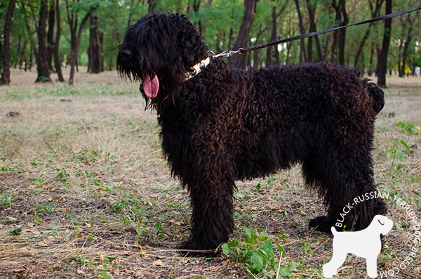 Black Russian Terrier white leather collar with rust-free fittings for daily walks