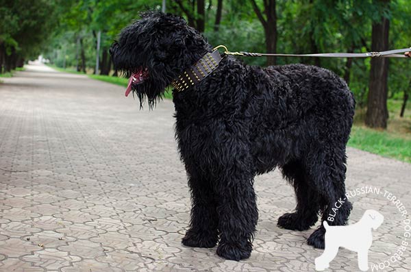 Black Russian Terrier leather collar of lightweight material with traditional buckle for basic training
