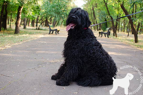 Black Russian Terrier leather collar with strong hardware for improved control