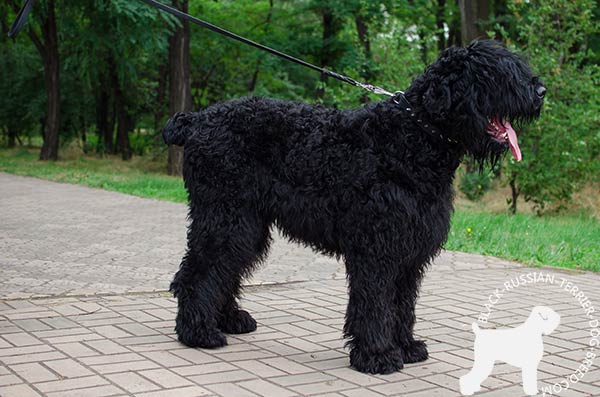 Black Russian Terrier black leather collar free breathing with traditional buckle for walking