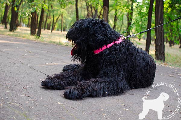 Black Russian Terrier pink leather collar with rust-proof hardware for basic training