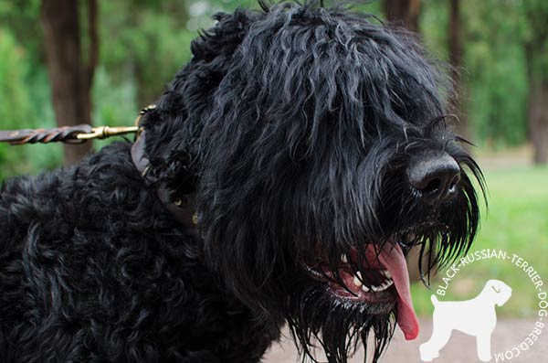 Black Russian Terrier black leather collar with non-corrosive fittings for walking