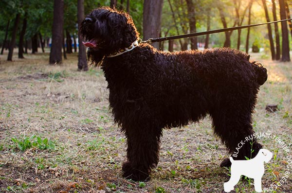 Black Russian Terrier leather-collar easy-to-adjust with traditional buckle for walking