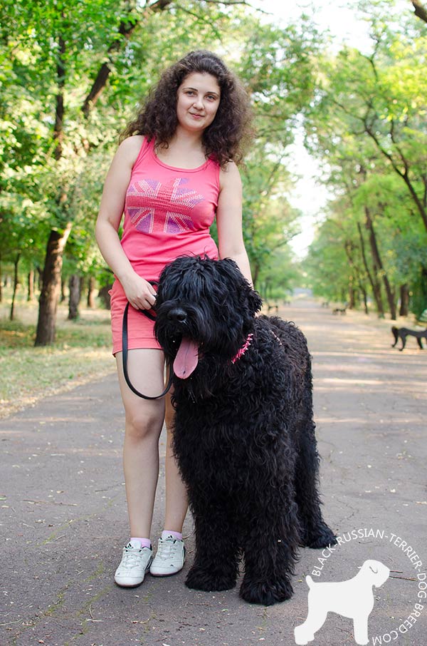 Black Russian Terrier pink leather collar with rust-free spikes for perfect control