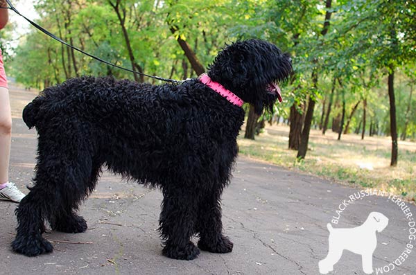 Black Russian Terrier pink leather collar with reliable spikes for any activity