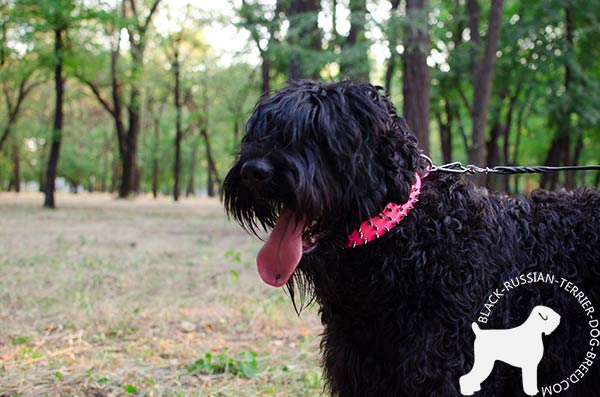 Black Russian Terrier pink leather collar adjustable  with spikes for walking