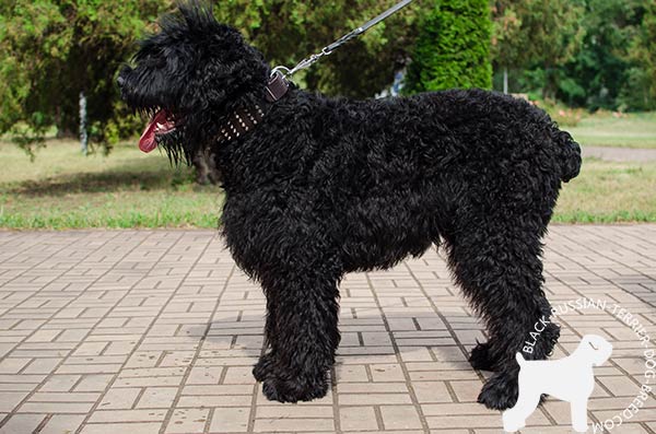 Black Russian Terrier brown leather collar with reliable hardware for better comfort
