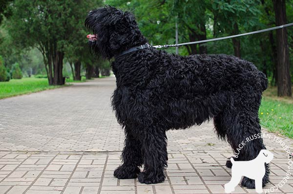 Black Russian Terrier leather-collar with non-corrosive hardware for quality control