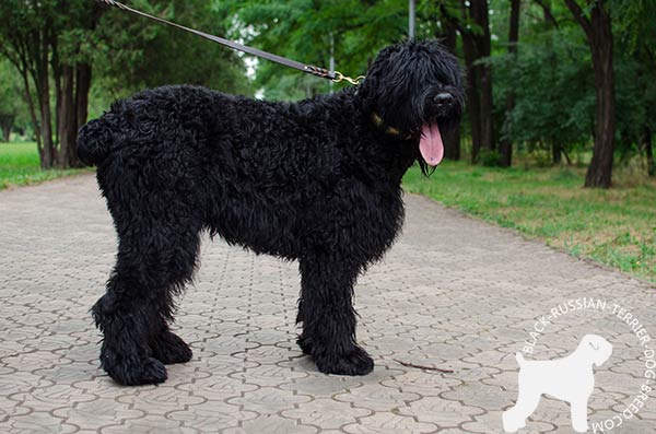 Black Russian Terrier brown leather collar with reliable fittings for basic training