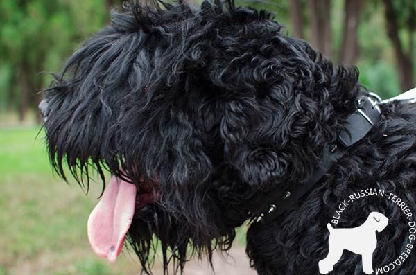 Black Russian Terrier black leather collar with corrosion resistant nickel plated hardware for improved control