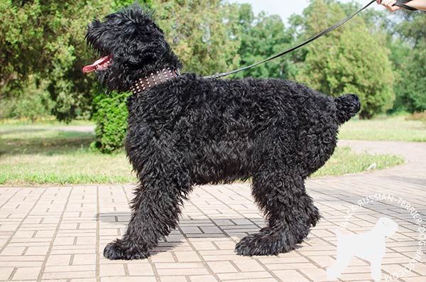 Black Russian Terrier brown leather collar with rustless hardware for daily walks