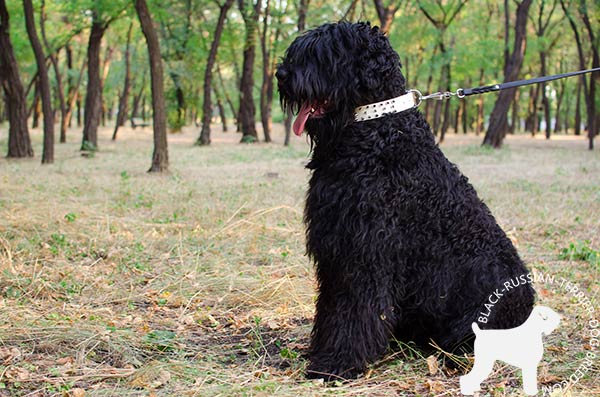 Black Russian Terrier white leather collar of classic design with spikes for professional use