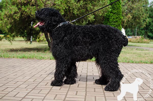 Black Russian Terrier black leather collar with duly riveted studs for perfect control