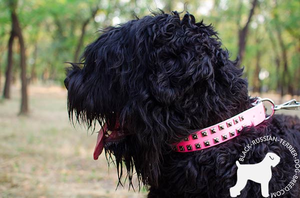 Black Russian Terrier pink leather collar easy-to-adjust with d-ring for leash attachment for walking