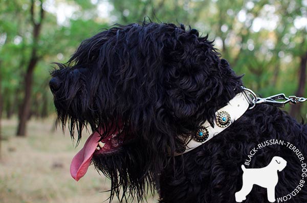 Black Russian Terrier leather collar of classic design with traditional buckle for any activity