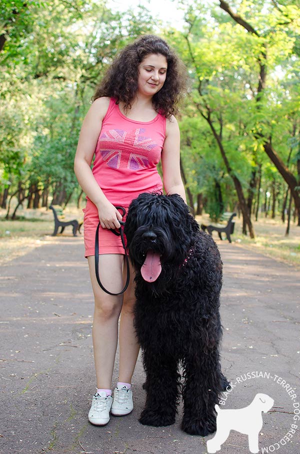 Black Russian Terrier pink leather collar of genuine materials with d-ring for leash attachment for improved control