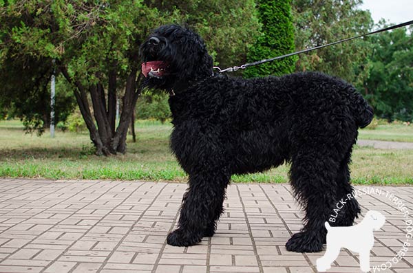 Black Russian Terrier leather-collar padded with Nappa leather with spikes for walking