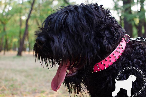 Black Russian Terrier leather collar with elegant fittings for professional use