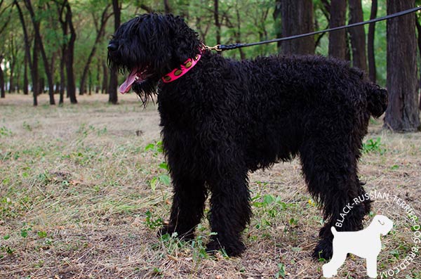 Black-Russian-Terrier leather-collar of classic design decorated with plates for walking in style