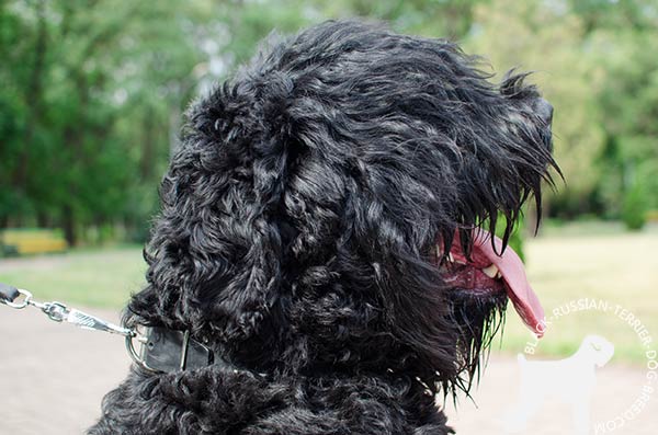 Black Russian Terrier black leather collar with strong studs for professional use