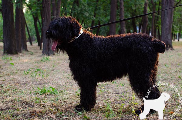 Black-Russian-Terrier leather-collar of classy design with d-ring for leash attachment for quality control