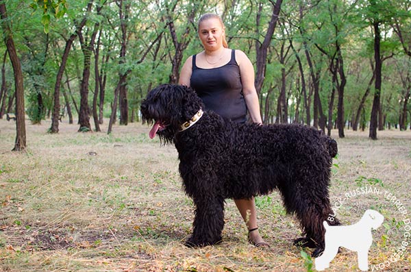 Black-Russian-Terrier leather-collar of genuine materials with traditional buckle for stylish walks