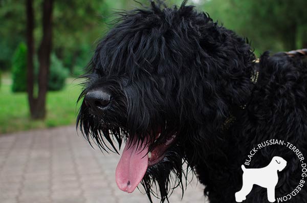 Black Russian Terrier brown leather collar of genuine materials with plates set in row for daily activity