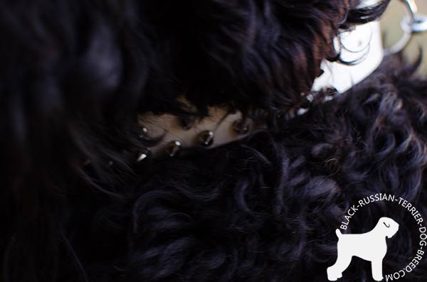 Black Russian Terrier white leather collar with durable fittings for improved control